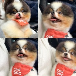 Pomeranian Boo Irk Sağlık Garantili 1