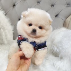Pomeranian Boo Teddy Bear Yavrular 4