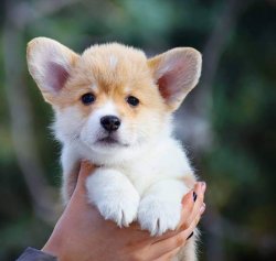 WELSH CORGI YAVRULARIMIZ 2