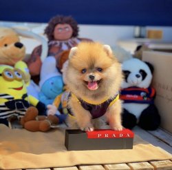 TeddyBear Yüz Yapısına Sahip PomeranianBoo Kızımız 3