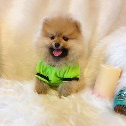 Orjinal Pomeranian Boo Yavrularımız 2