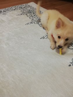 Pomerian  Spitz 3