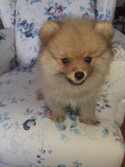 Üreticiden Mükemmel Safkan Irk Garantili Pomeranian Yavrularimiz 1