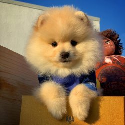 Orjinal  Teddybear Yüz Yapısına Sahip PomeranianBoo 1