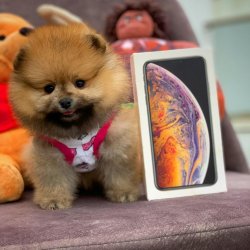 -Orjinal  Teddybear Yüz Yapısına Sahip PomeranianBoo 4
