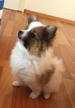 Sahibinden Parti Color Pomeranian 2
