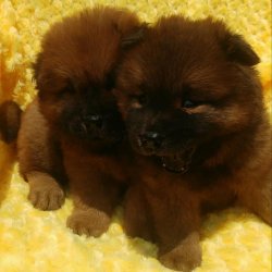 CHOW CHOW YAVRULARI 1