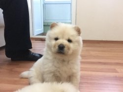 Satılık Chow Chow Yavruları 2