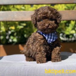 Chocolate Toy Poodle Yavrular 2