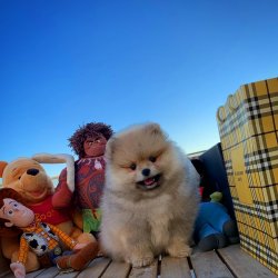3 Aylık Orijinal Renk PomeranianBoo Kızımız 4