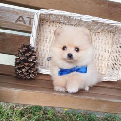 Orji̇nal Pomerani̇an Boo Yavrularımız 1