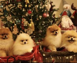 Fci Secereli Pomeranian 1