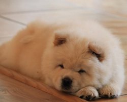 Satılık Bear Küt Burun Chow Chow Çin Aslanı Yavruları 2