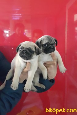Sevimli Pug Mons Yavruları 1