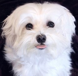 Maltese Terrier Bebekler Elimizde 1