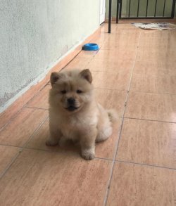 Satılık Safkan Chow Chow Çin Aslanı Yavruları Afyondan 2
