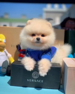 Türkiye'nin En Kaliteli Pomeranian Boo Ai̇lesi! 2