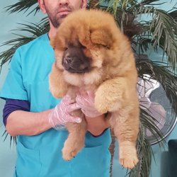 CHOW CHOW YAVRUMUZ 3