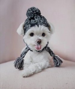 Maltese Terrier Yavrular 1
