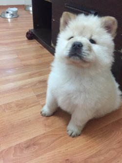 A Kali̇te Chow Chow Çi̇n Aslanı Yavrularımız 3