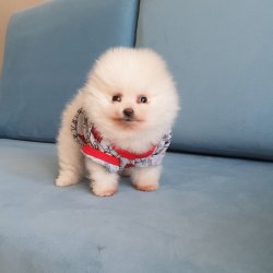 Pomeranian Boo Teddy Bear Yavrular 3