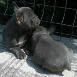 Blue French Bulldog Yavruları 1