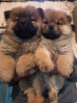 CHOW CHOW ( Çin Aslanı ) YAVRULARI 3