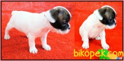 FRENCH BULLDOG YAVRULAR İZMİR 2