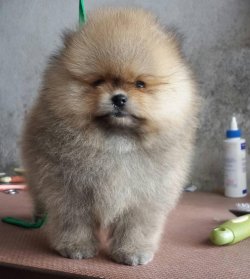 Orjinal Tedy Bear Boo Pomeranian Yavrular 1