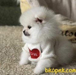 Beyaz Boo Pomeranian Ayı Surat Yavrular 3