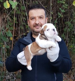 TÜRKİYE NİN  EN ÖZEL  İNGİLİZ BULLDOG YAVRULARI 1