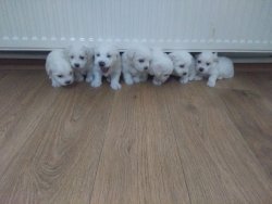 Maltese Terier Yavrularımız 2