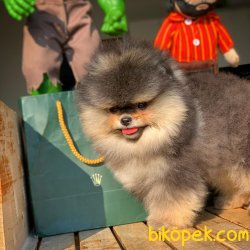 Safkan PomeranianBoo Yavrularızdan 2