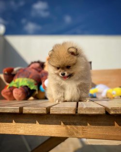 Yeni Gelen Teddybear Pomeranianboo Yavrularımızdan 4