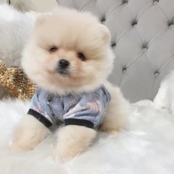 Orjinal Pomeranian Boo Yavrularımız 3