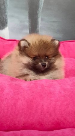 POMERANAIN BOO YAVRULARIMIZ 4