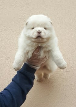 Chow Chow Çin Aslanları Burda 2