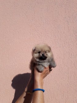 A Kalite Mükemmel Pomeranian Yavrulari 2