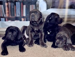 CANE CORSO YAVRULARIMIZ 1