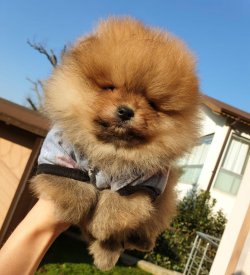 POMERANİAN BOO YAVRULAR 5