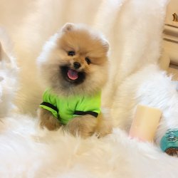Pomeranian Boo Teddy Bear Yavrular 4