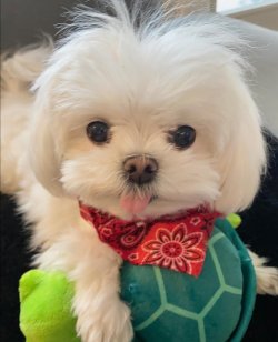0 Numara Maltese Terrierler 1