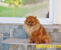 POMERANİAN BOO 1