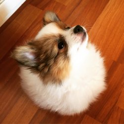 Sahibinden Parti Color Pomeranian 1