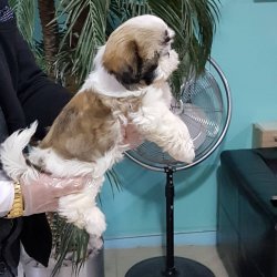 SHIH TZU YAVRULARI 3