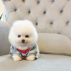 Pomeranian Boo Gülen Surat Yavrularımız 4