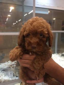 Toypoodle 1