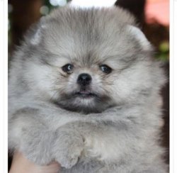 Pomeranian Boo Bebeklerimiz 1