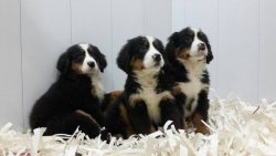 BERNESE MOUNTAIN DOG YAVRULARIMIZ 1