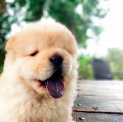 Satılık Beyaz ( Krem ) Chow Chow Çi̇n Aslanı Yavruları 4